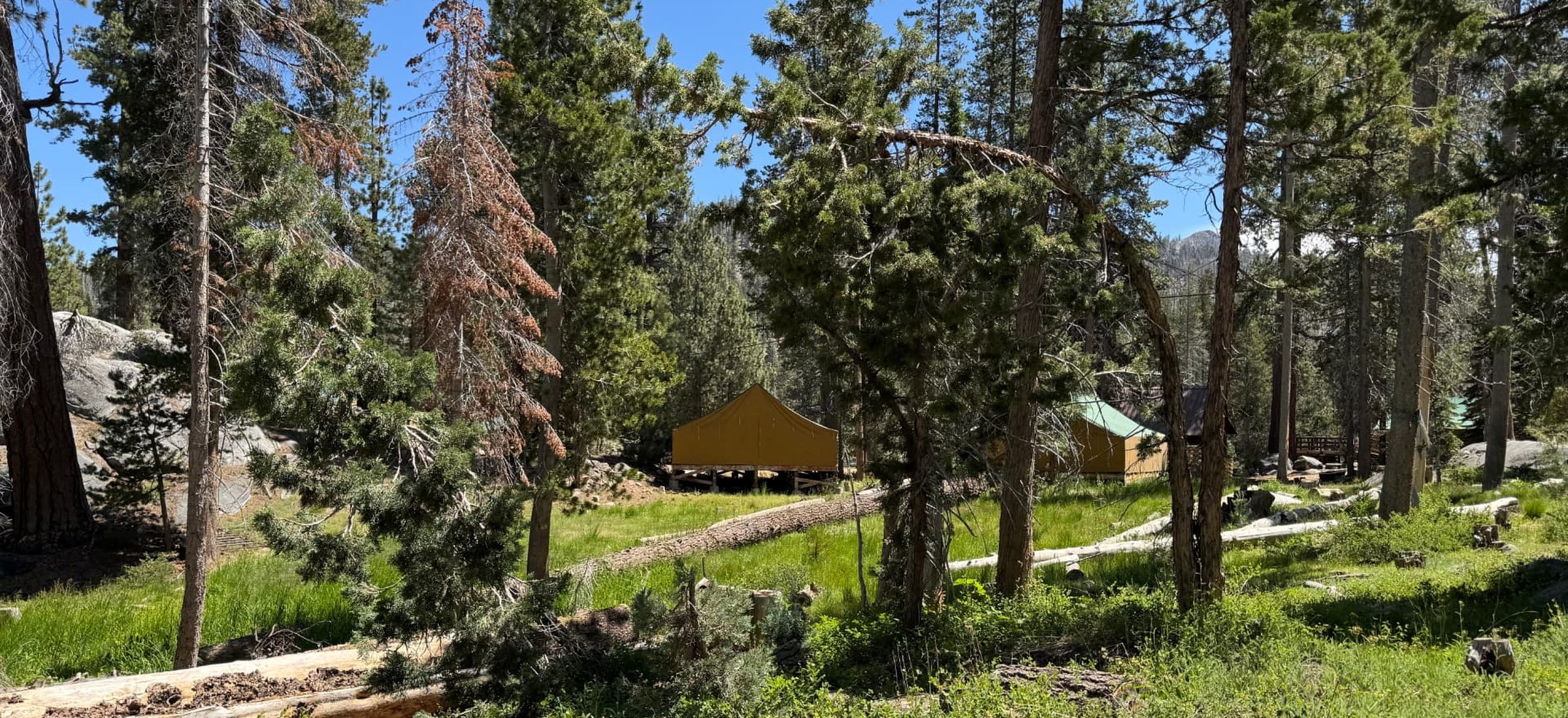 Canvas platform tents in a Sierra meadow ringed by pines